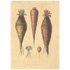 Flax Art Poster | Encyclopedia Vegetable B | FWP-AP-EN4B